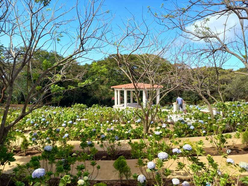 flores