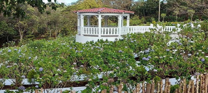 flores
