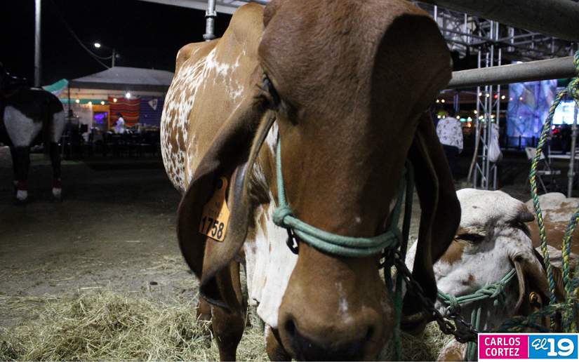 FERIA