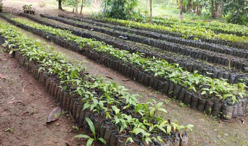 reforesta