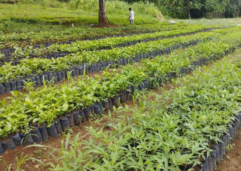 reforesta