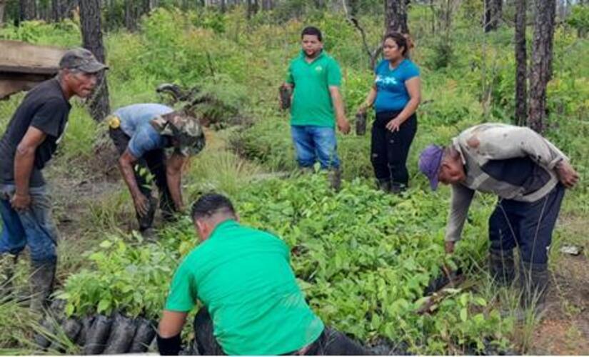 reforesta