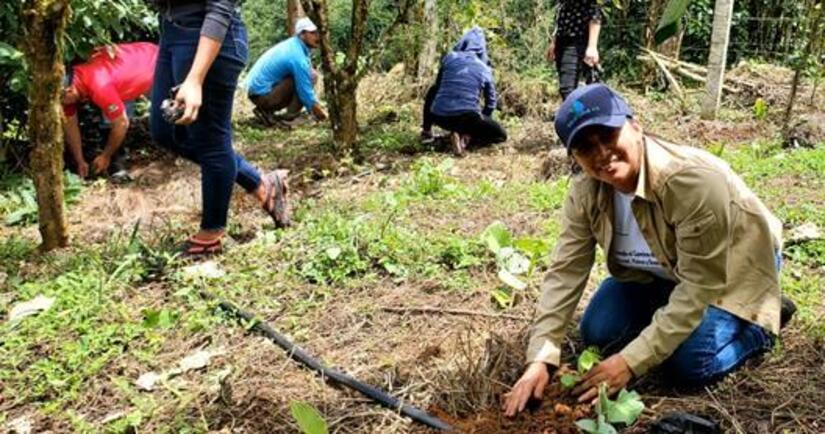 reforesta