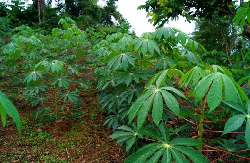 finca