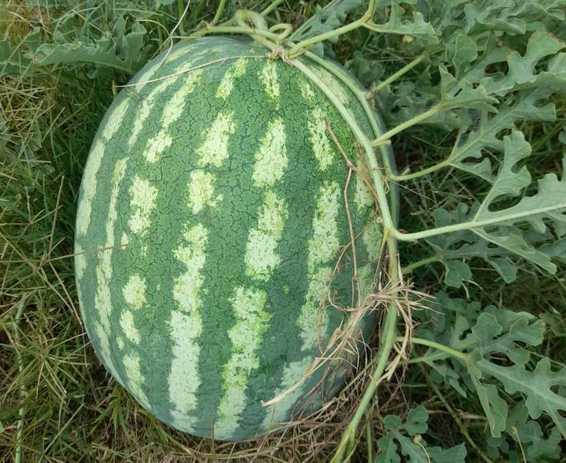 MELON