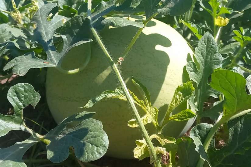 MELON