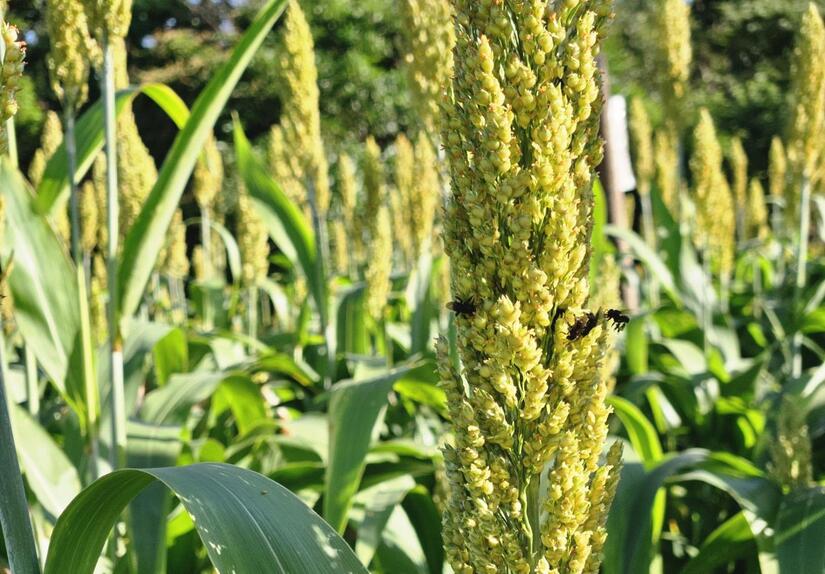 SORGO5
