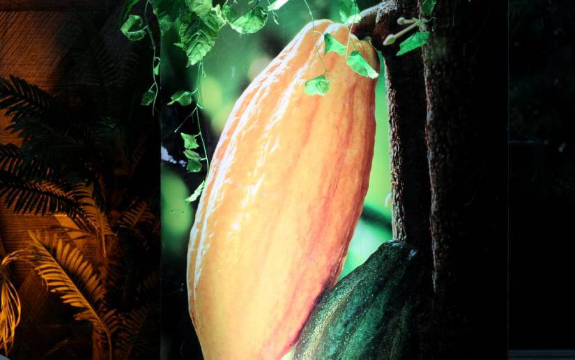 cacao