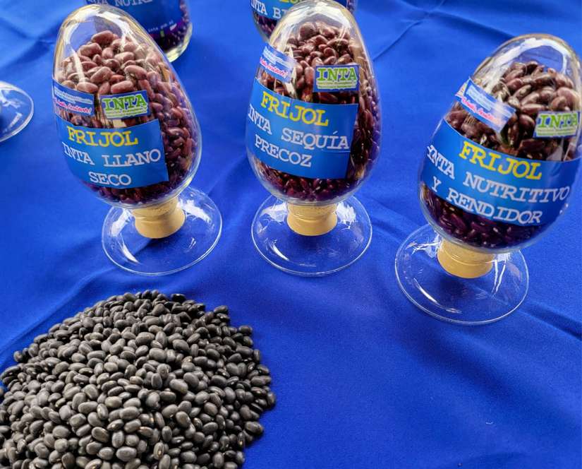 FRIJOL