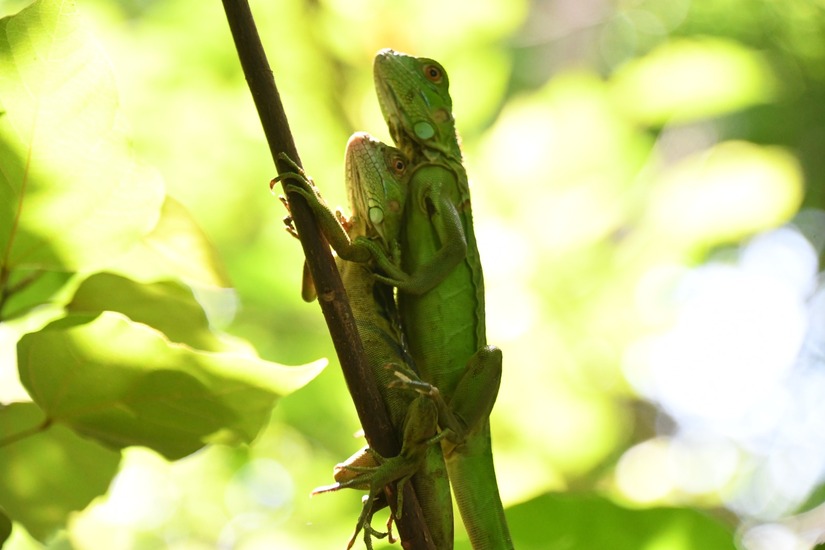 iguanas-2
