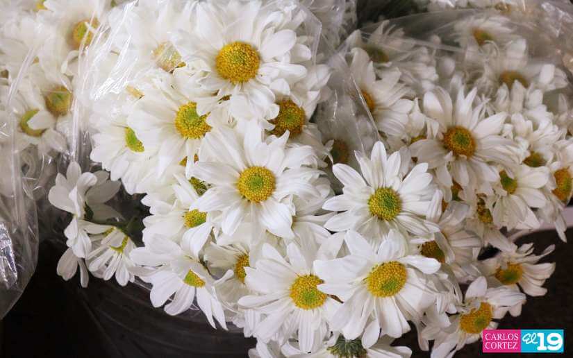 VentaFlores--4