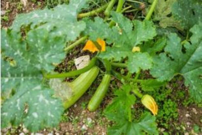 Ministerio-Agropecuario-4