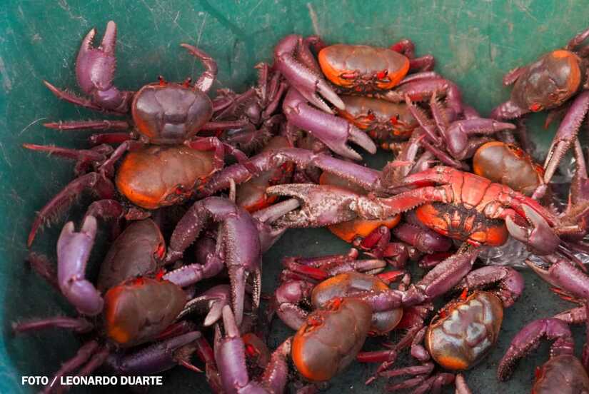 Mercado-Israel-Lewites-23