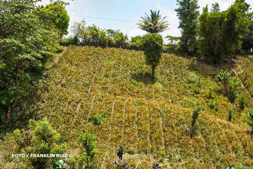 Produccion-de-Pina-en-Nicaragua-11