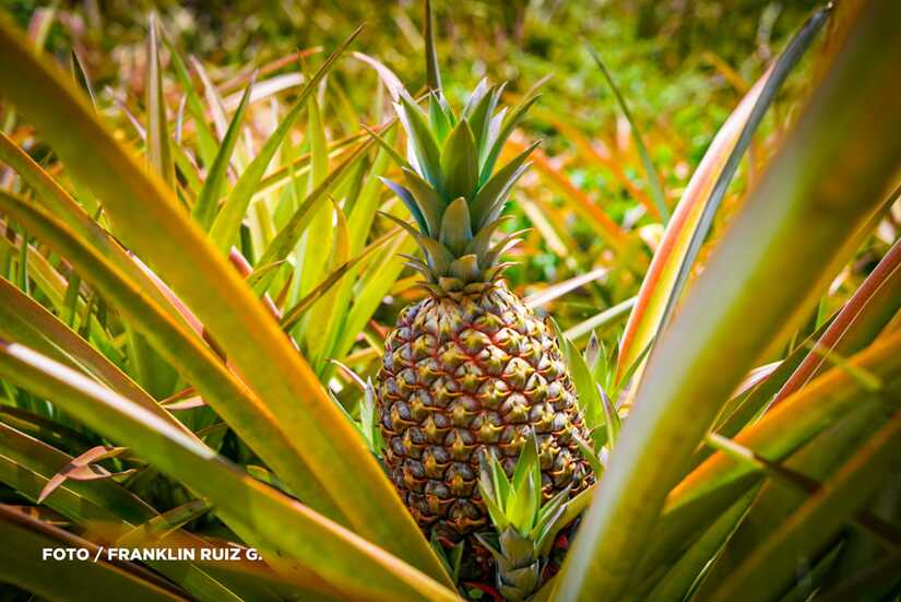 Produccion-de-Pina-en-Nicaragua-14