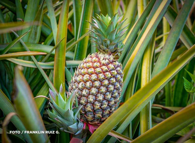 Produccion-de-Pina-en-Nicaragua-15