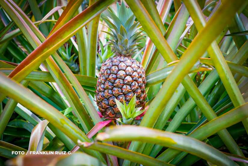 Produccion-de-Pina-en-Nicaragua-16