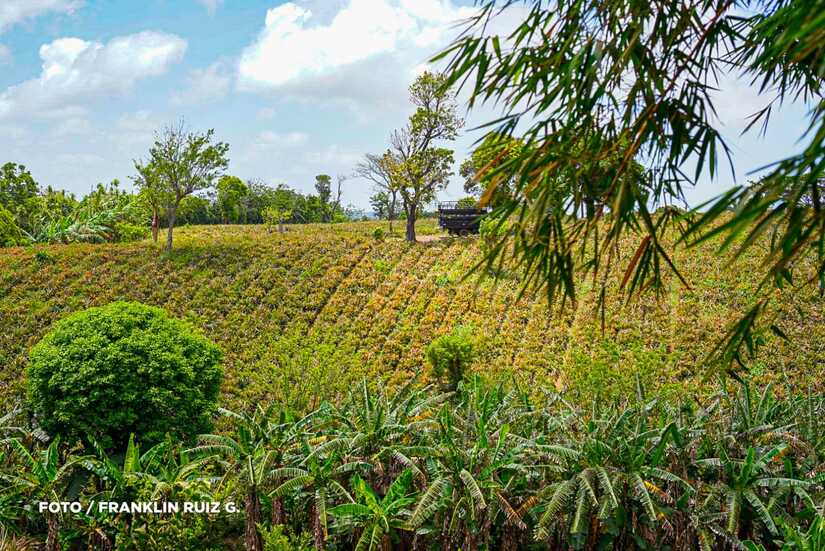 Produccion-de-Pina-en-Nicaragua-18