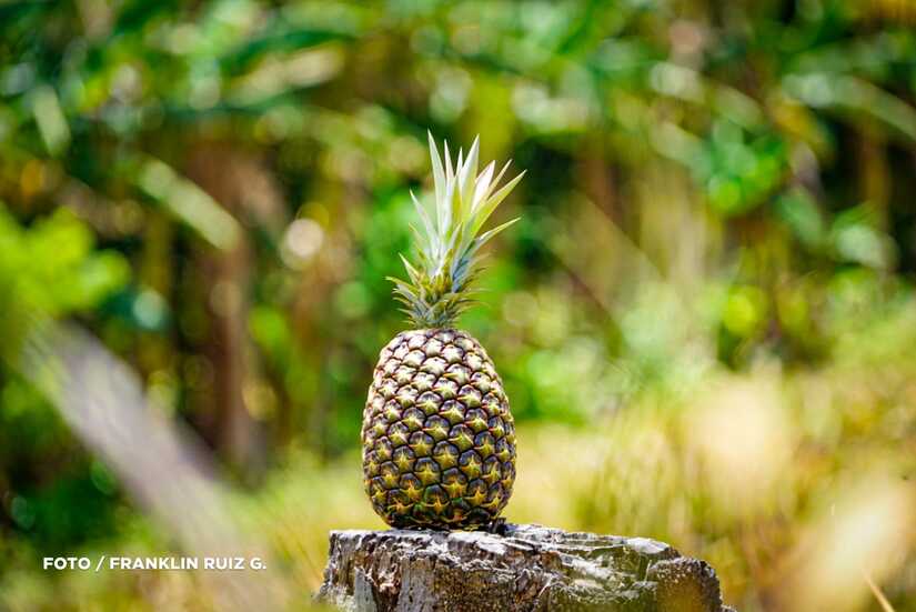 Produccion-de-Pina-en-Nicaragua-4