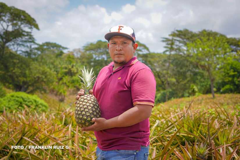 Produccion-de-Pina-en-Nicaragua-9