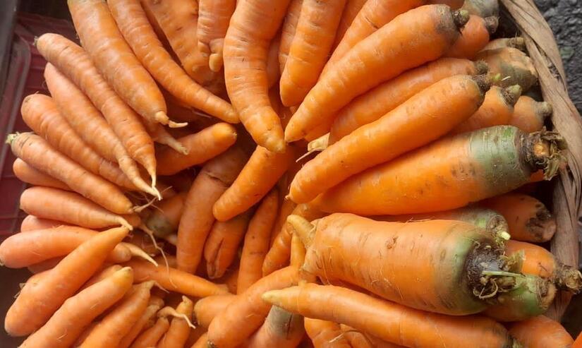 Produccion-de-Zanahoria-en-Nicaragua-3