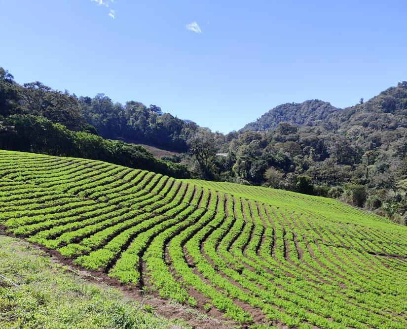 Produccion-de-Zanahoria-en-Nicaragua-4