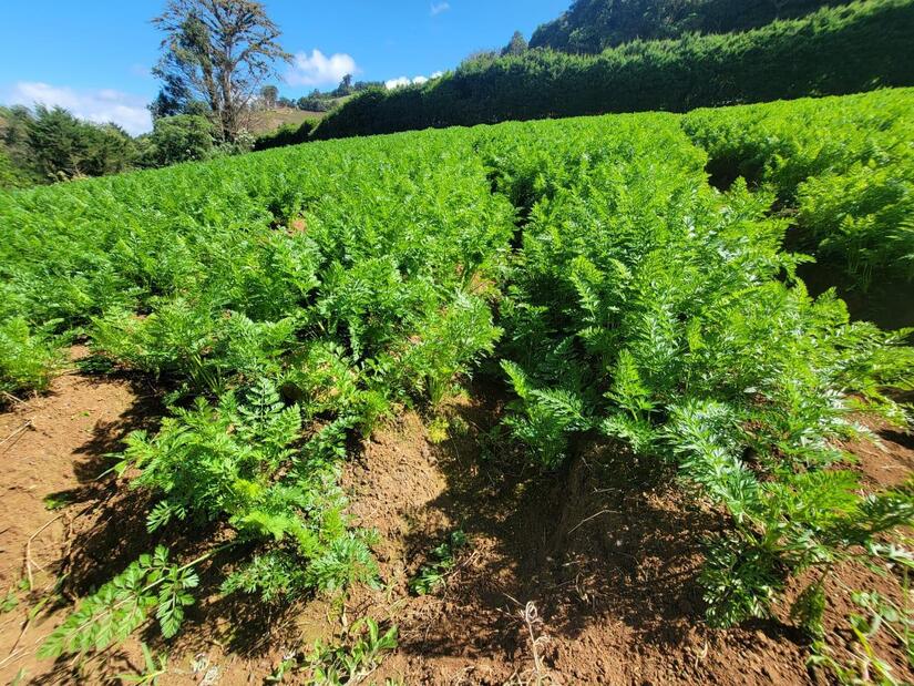 Produccion-de-Zanahoria-en-Nicaragua-5