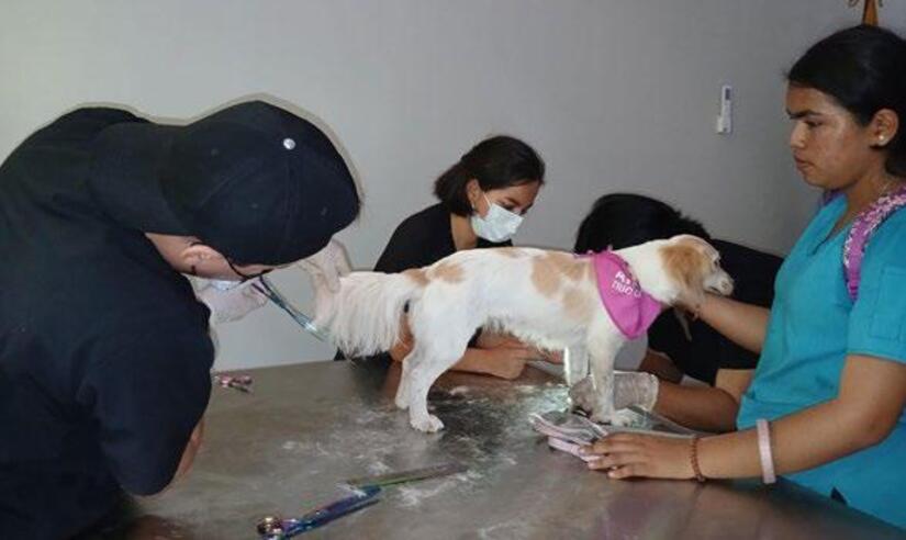 Hospital-Veterinario-(10)