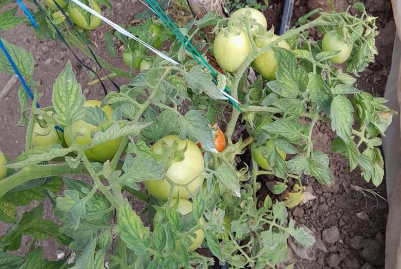 TOMATE5