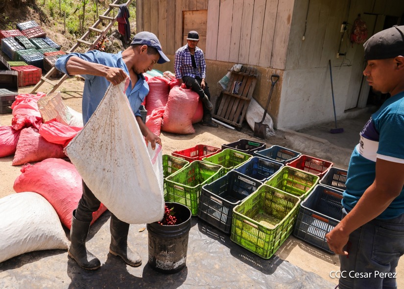Produccion-de-Cafe-en-Nicaragua-13