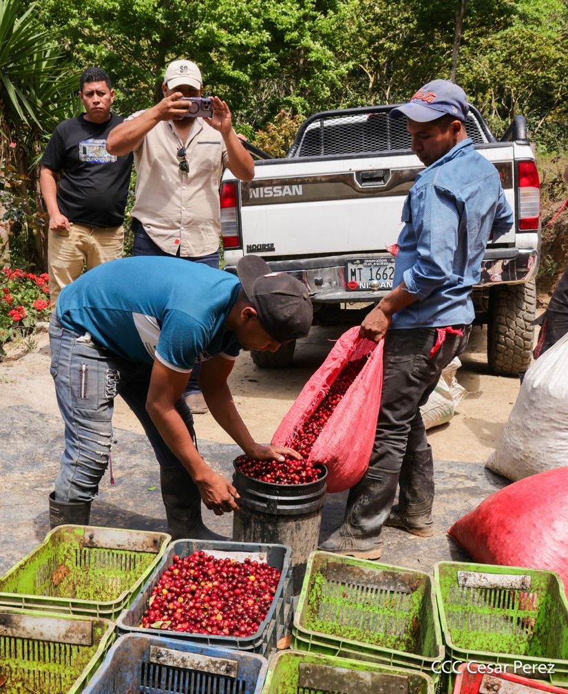 Produccion-de-Cafe-en-Nicaragua-14