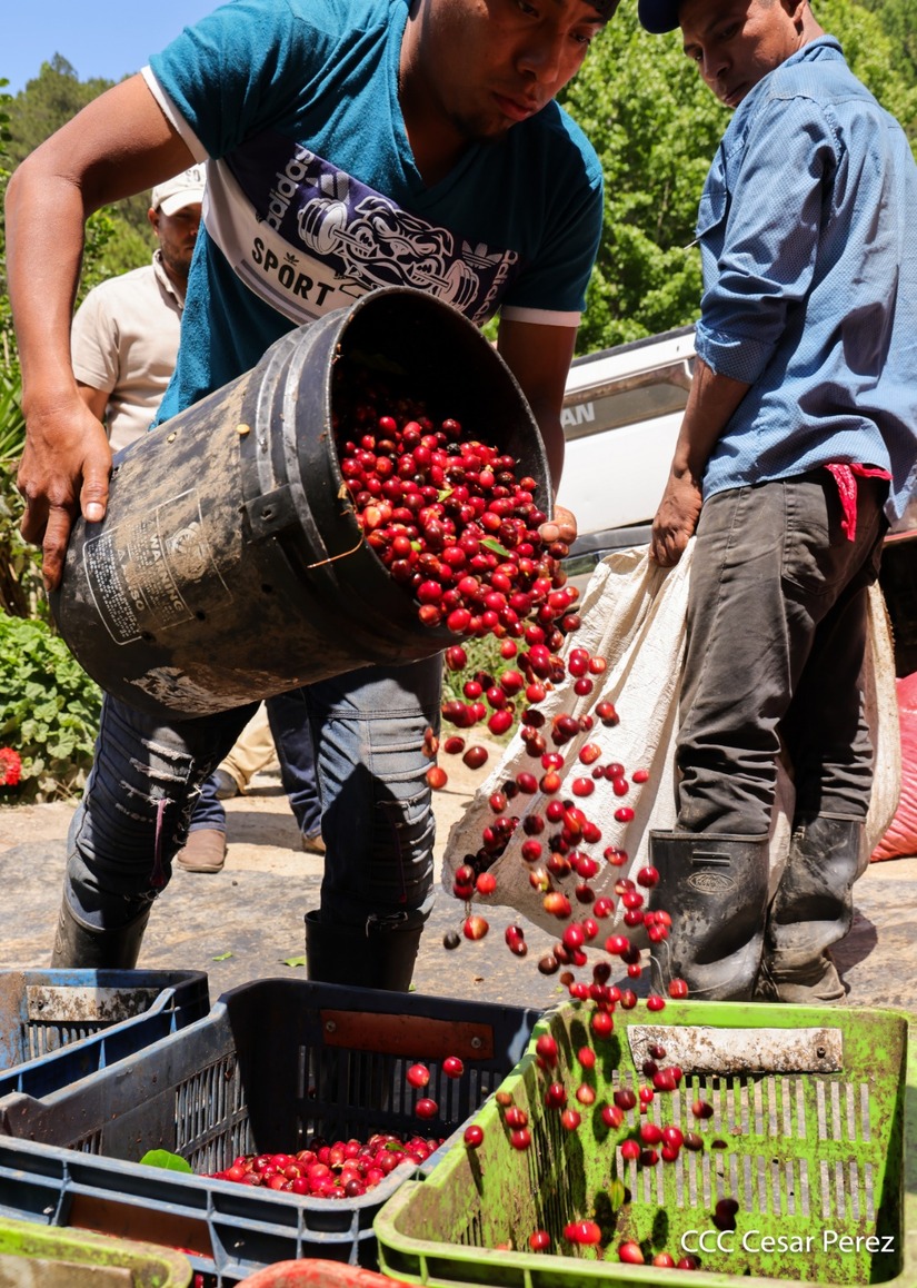 Produccion-de-Cafe-en-Nicaragua-16