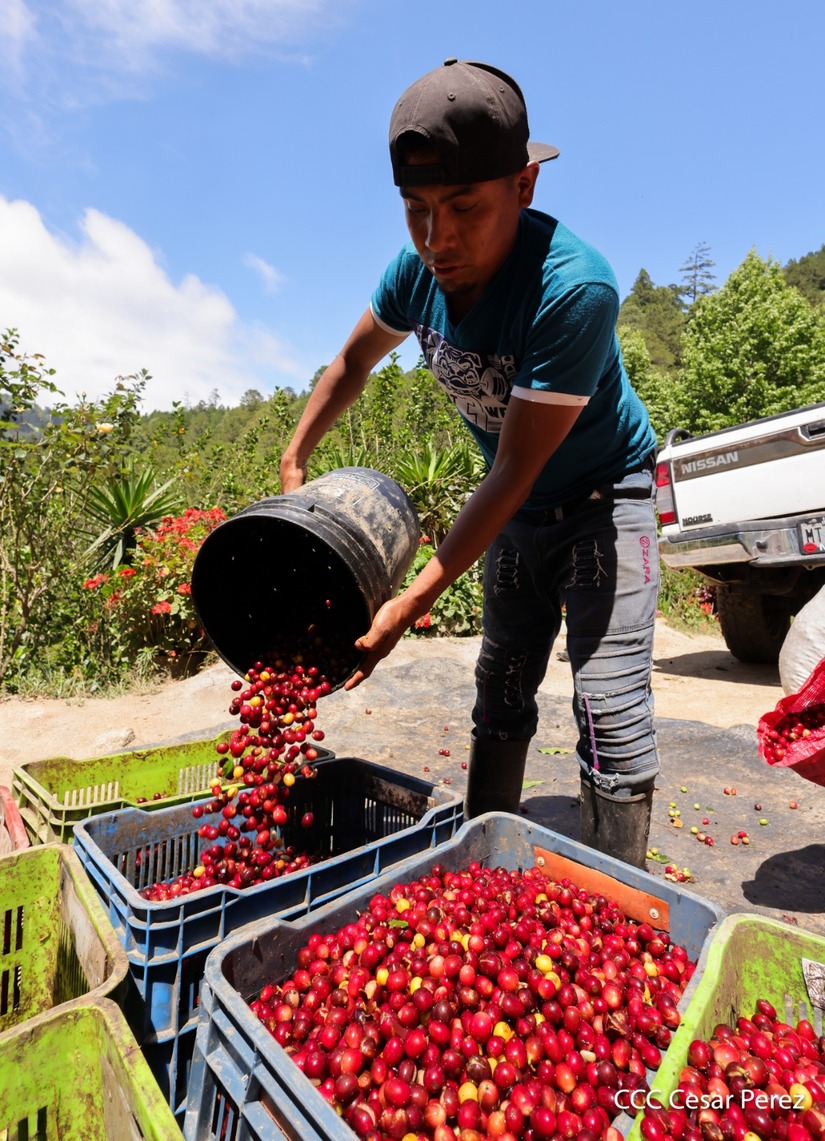 Produccion-de-Cafe-en-Nicaragua-18