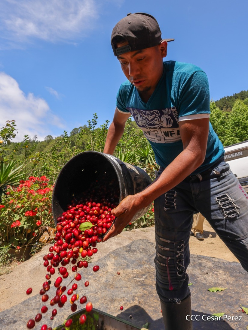 Produccion-de-Cafe-en-Nicaragua-19