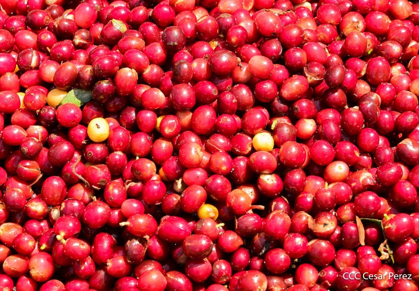 Produccion-de-Cafe-en-Nicaragua-20