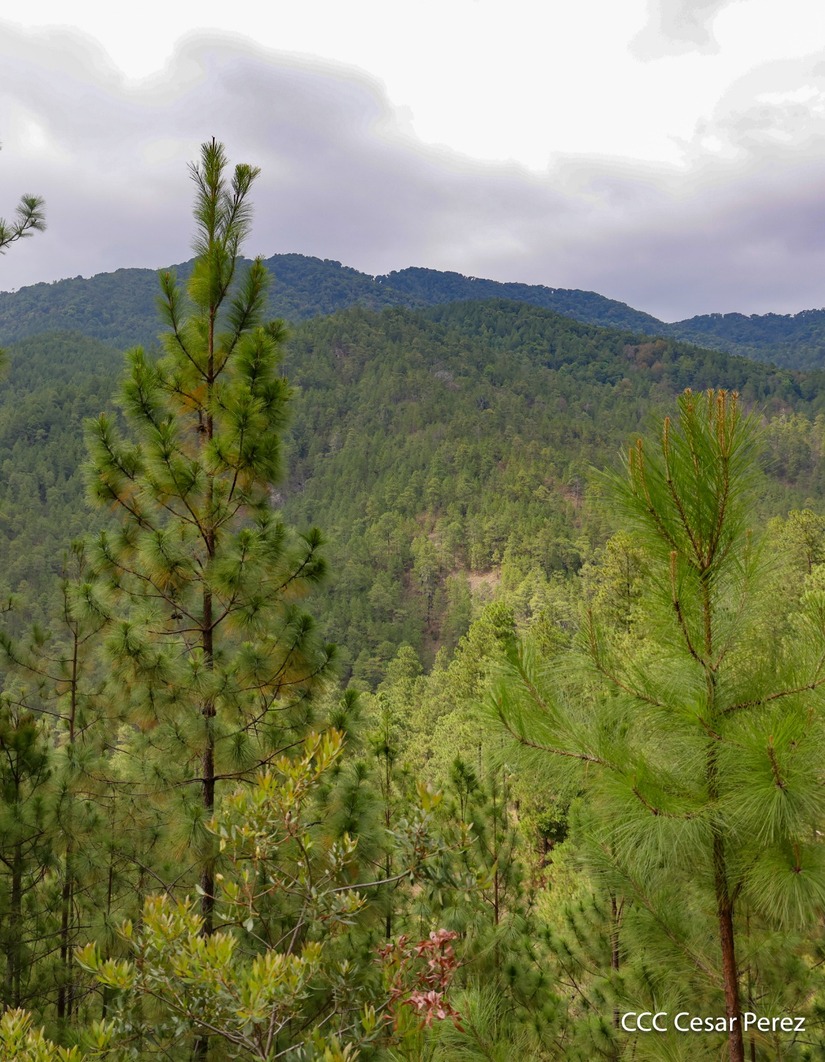 Produccion-de-Cafe-en-Nicaragua-22