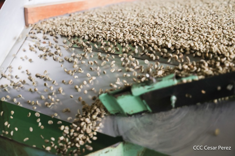Produccion-de-Cafe-en-Nicaragua-24