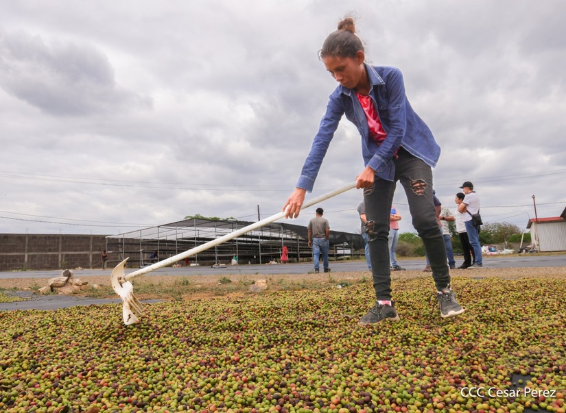 Produccion-de-Cafe-en-Nicaragua-27