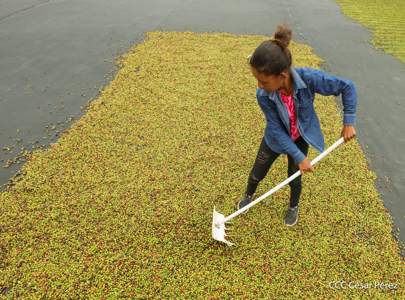 Produccion-de-Cafe-en-Nicaragua-28