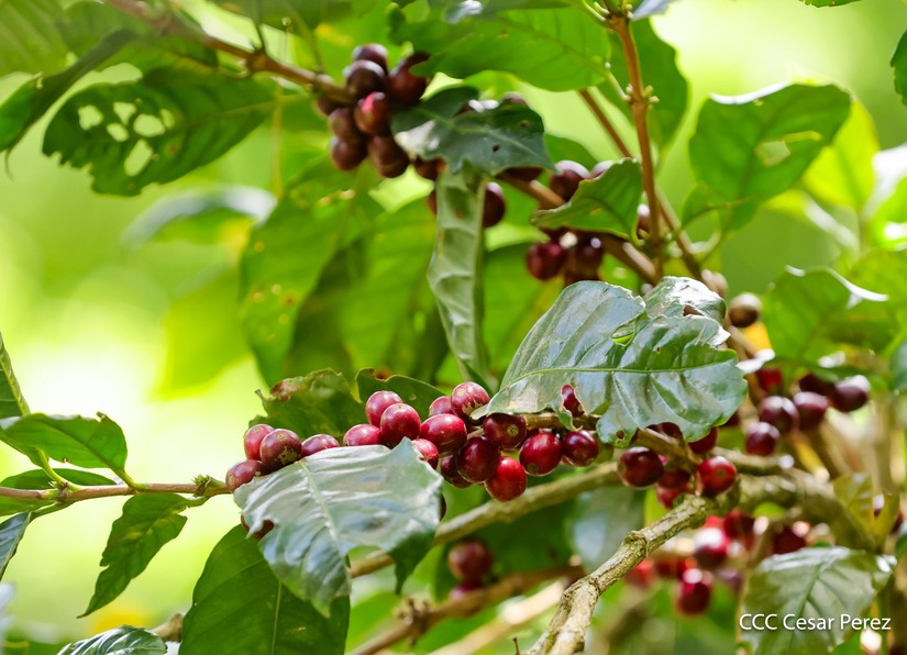 Produccion-de-Cafe-en-Nicaragua-3