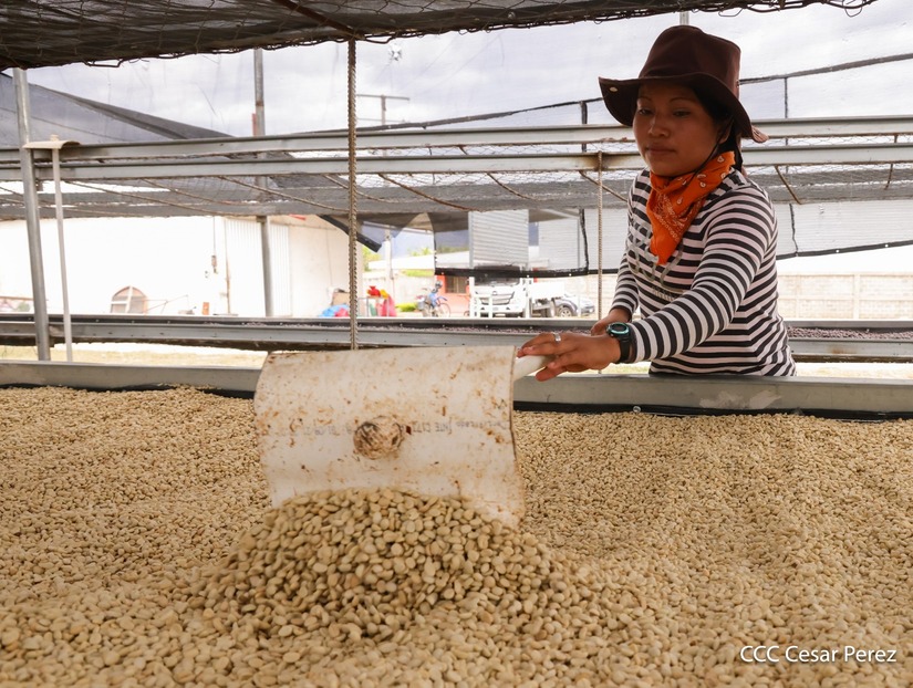 Produccion-de-Cafe-en-Nicaragua-31