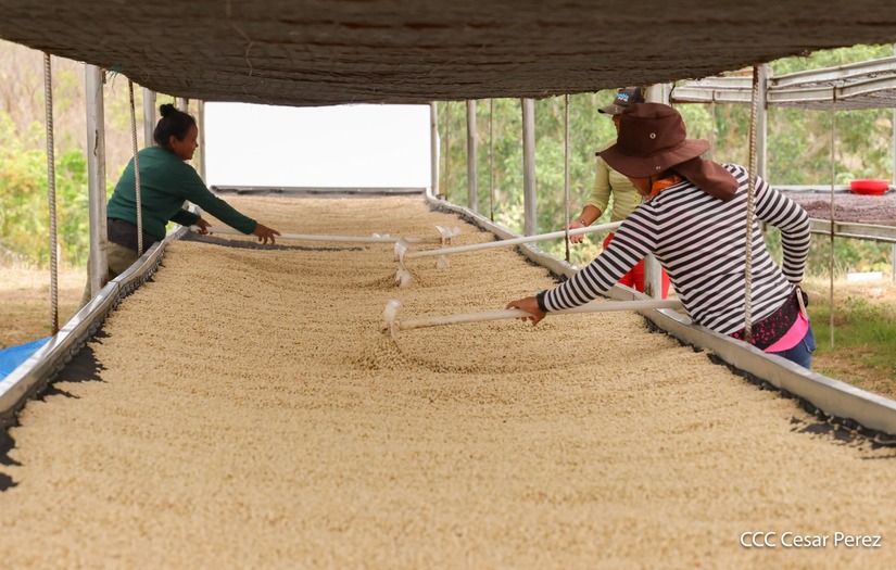 Produccion-de-Cafe-en-Nicaragua-32
