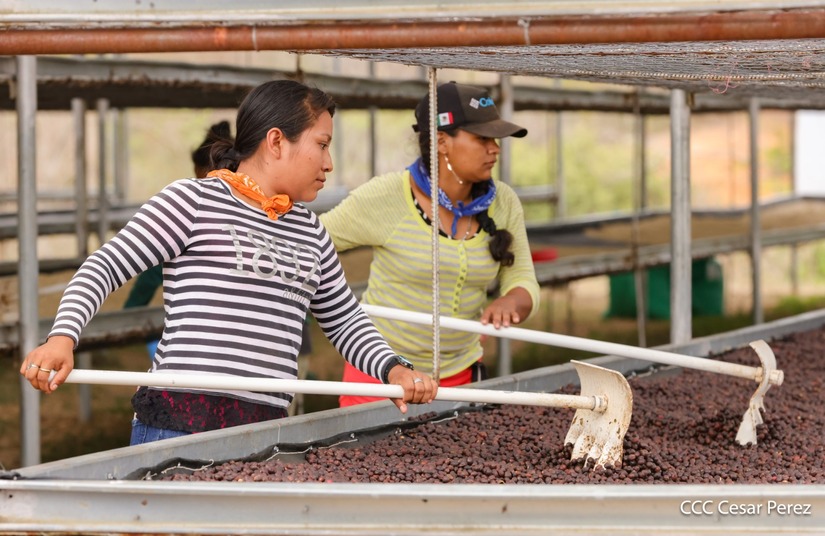 Produccion-de-Cafe-en-Nicaragua-34