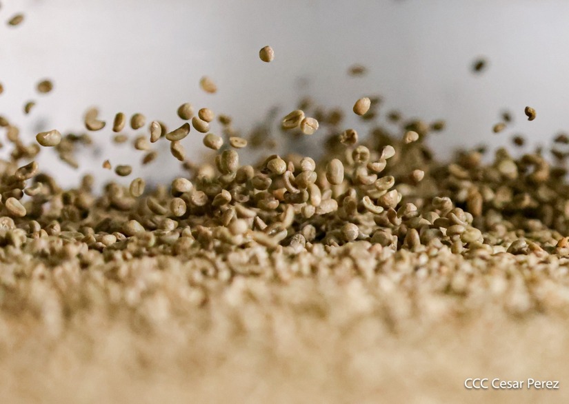 Produccion-de-Cafe-en-Nicaragua-35