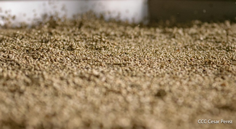 Produccion-de-Cafe-en-Nicaragua-36