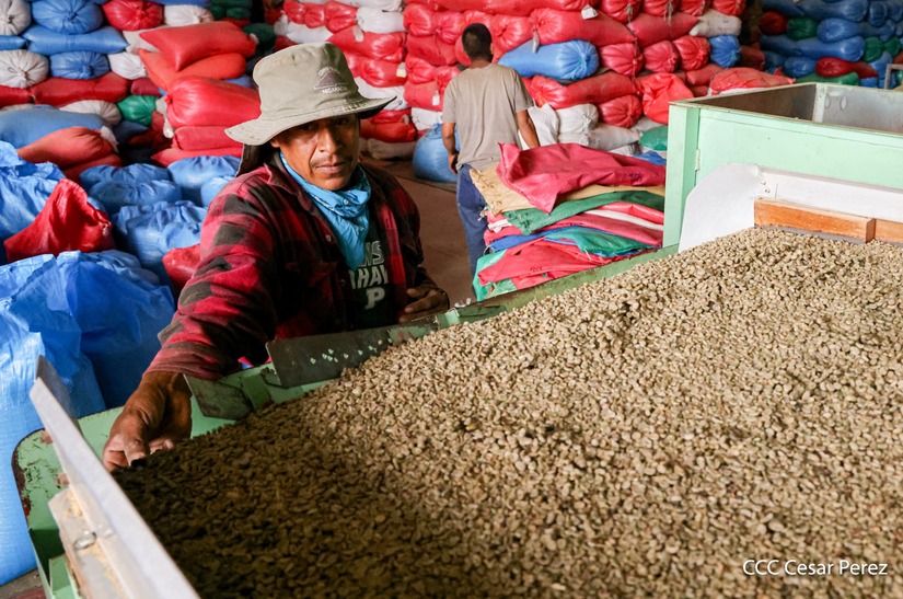 Produccion-de-Cafe-en-Nicaragua-38