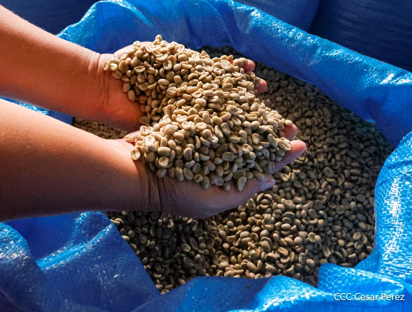 Produccion-de-Cafe-en-Nicaragua-39