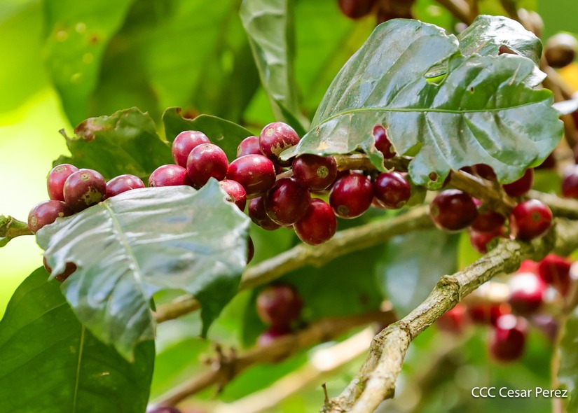 Produccion-de-Cafe-en-Nicaragua-4