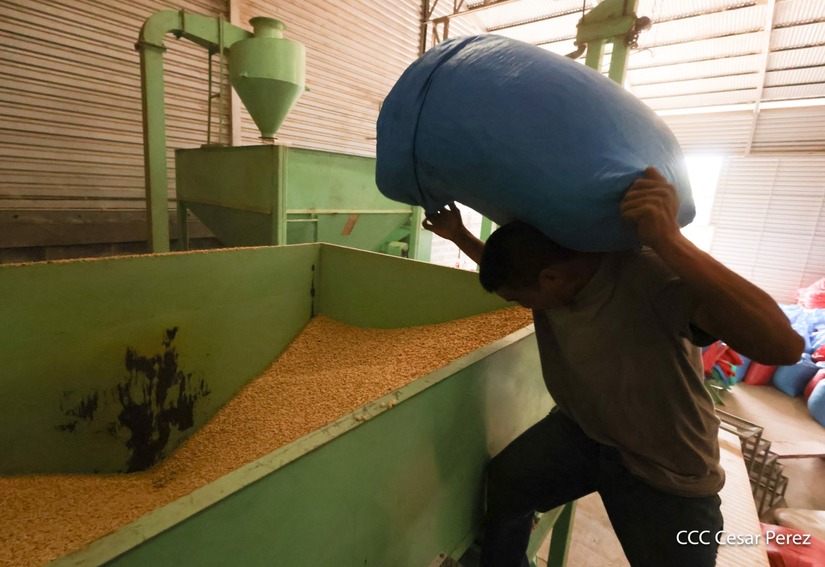 Produccion-de-Cafe-en-Nicaragua-40