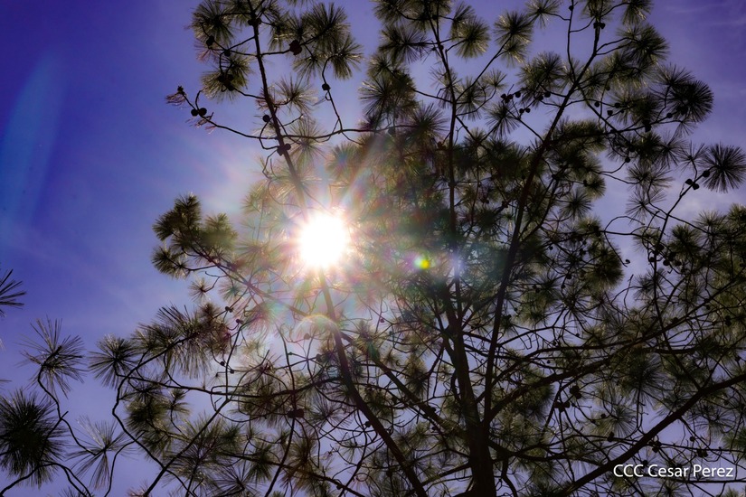 Produccion-de-Cafe-en-Nicaragua-45